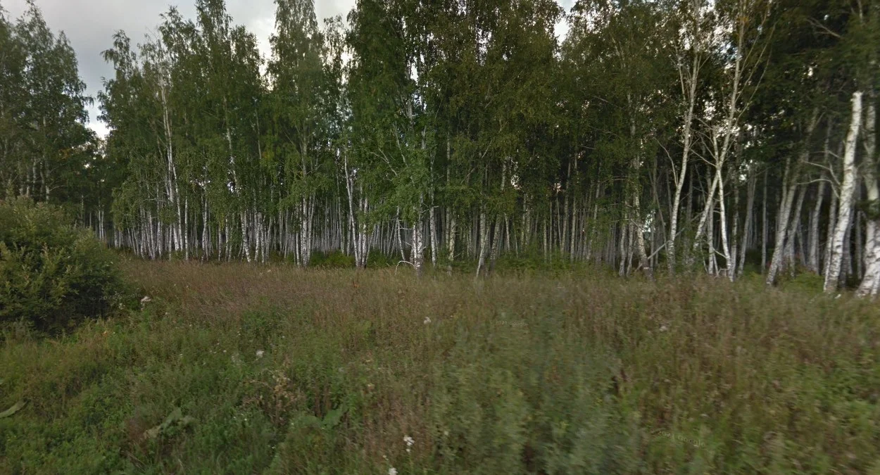 烏拉爾以東密集樺樹林