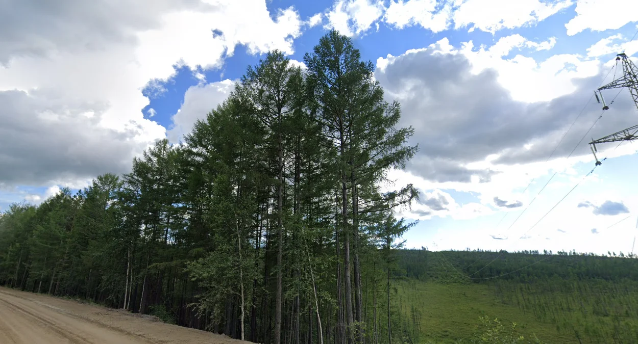 西伯利亞落葉松針狀葉