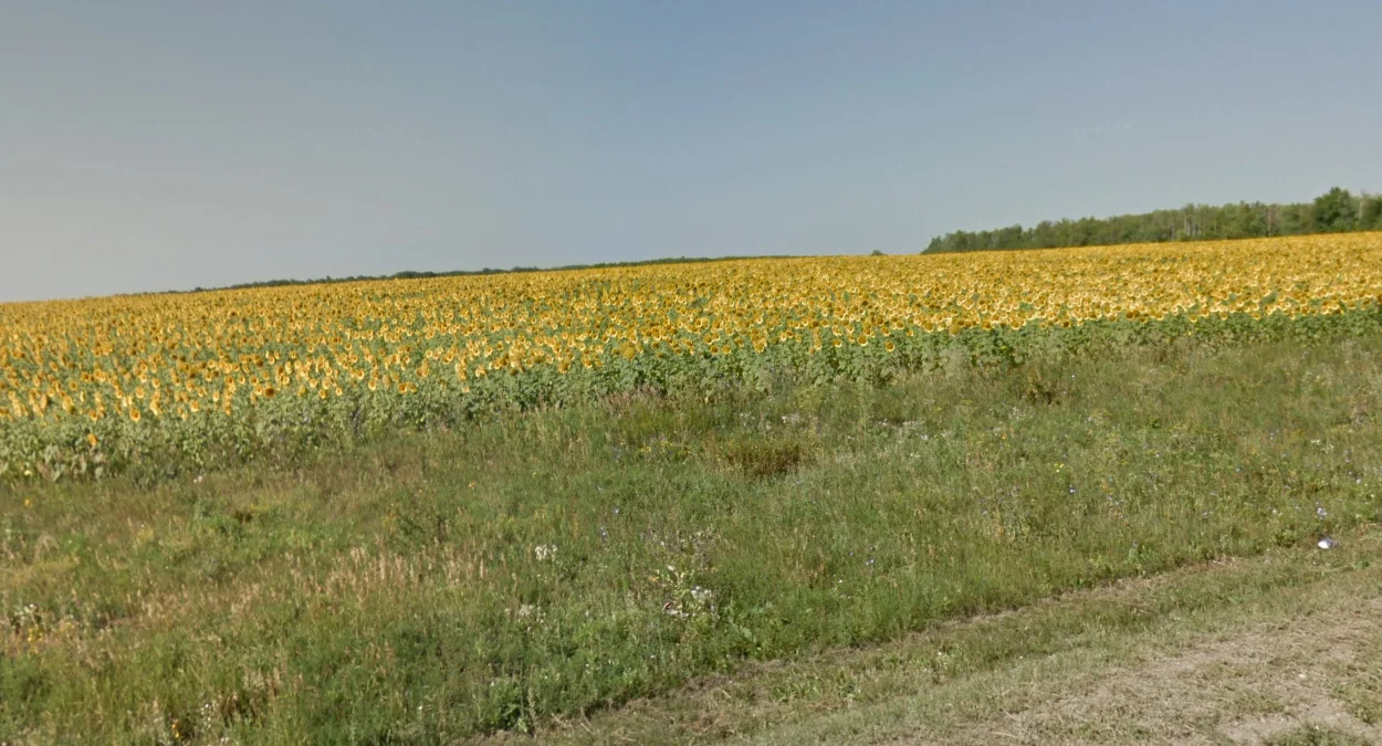 向日葵分佈區域