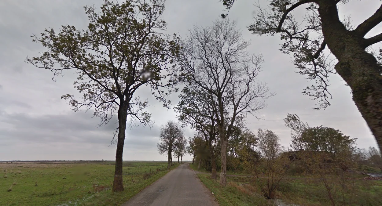 加里寧格勒條紋橡樹