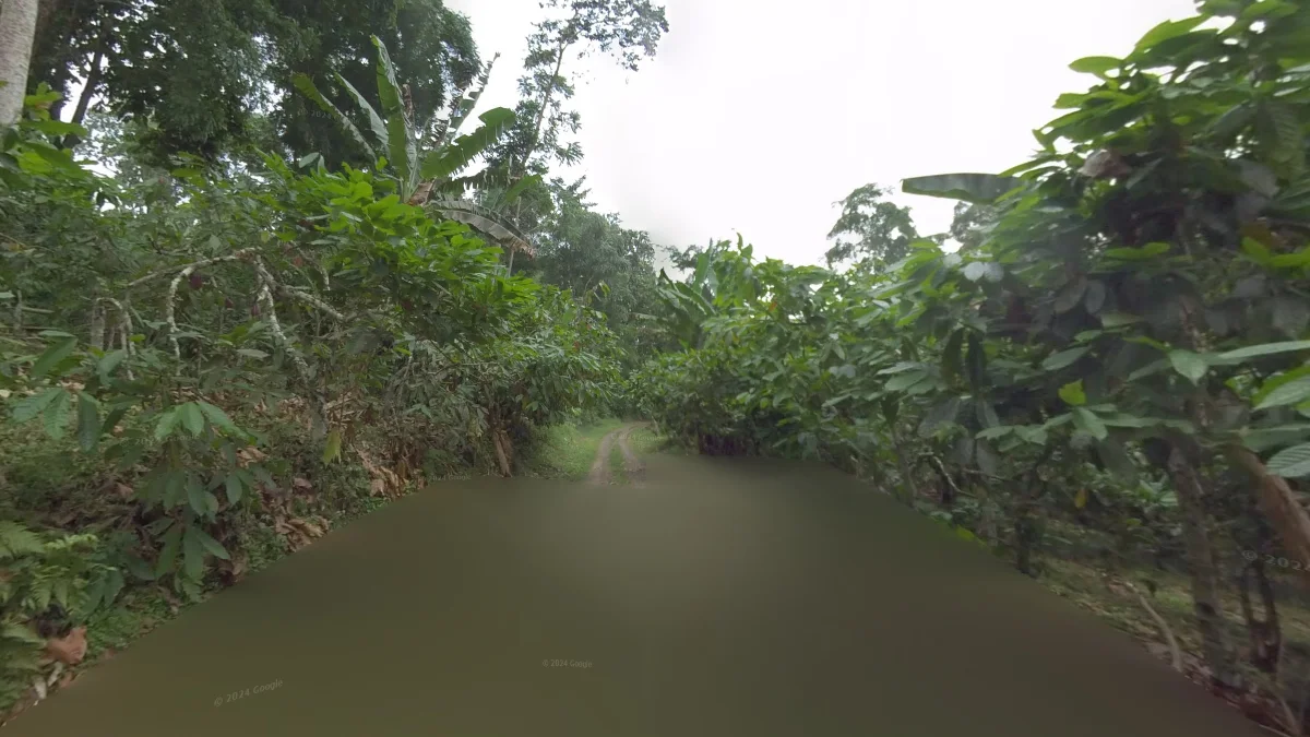 熱帶雨林島嶼香蕉樹