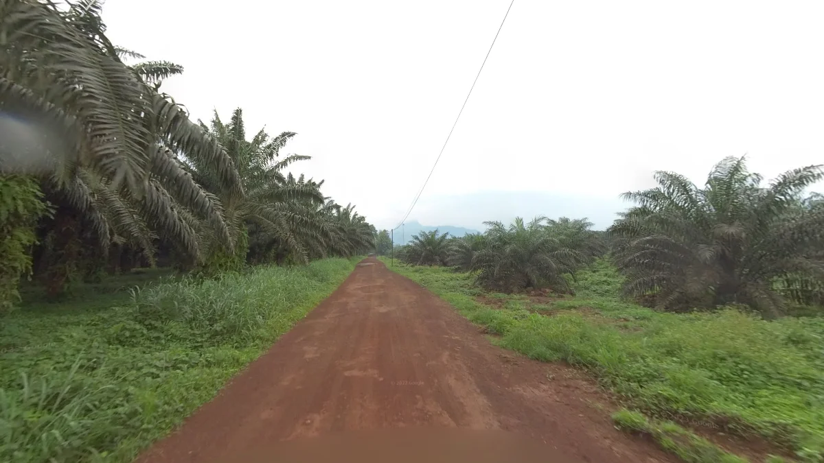 聖多美南部油棕櫚園