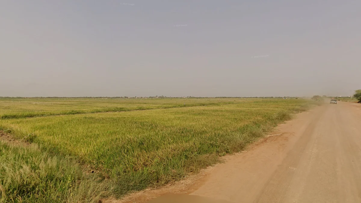 聖路易斯灌溉稻田