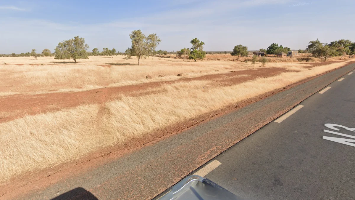 N3公路亮黃色高草叢