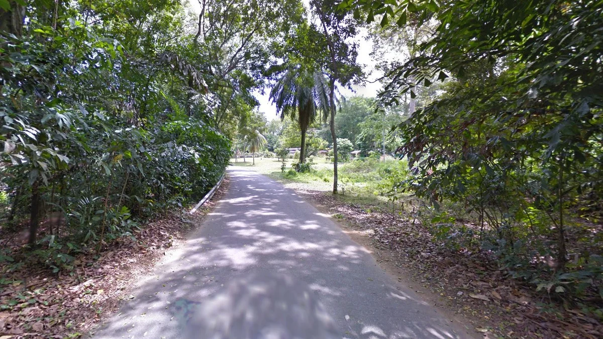 烏敏島鄉村森林街景