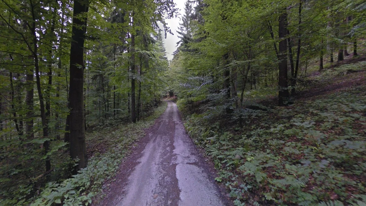 森林深處小路街景