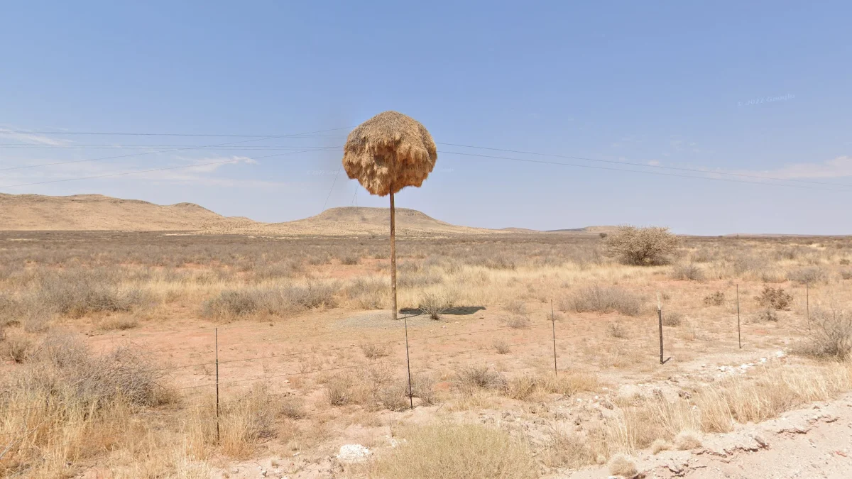 北開普省北部電線桿鳥巢