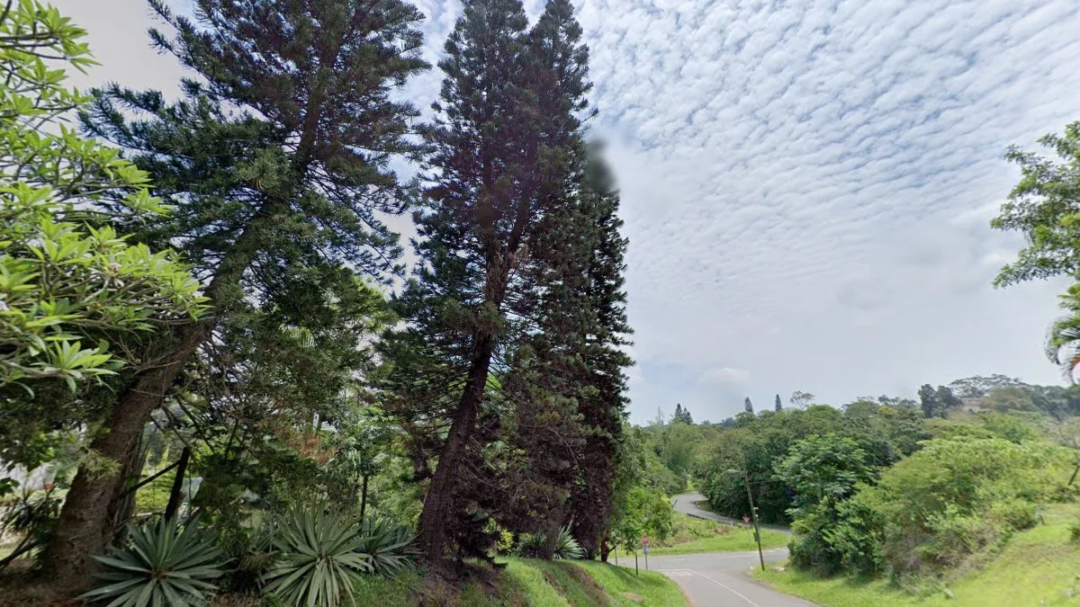 東南海岸庫克松樹