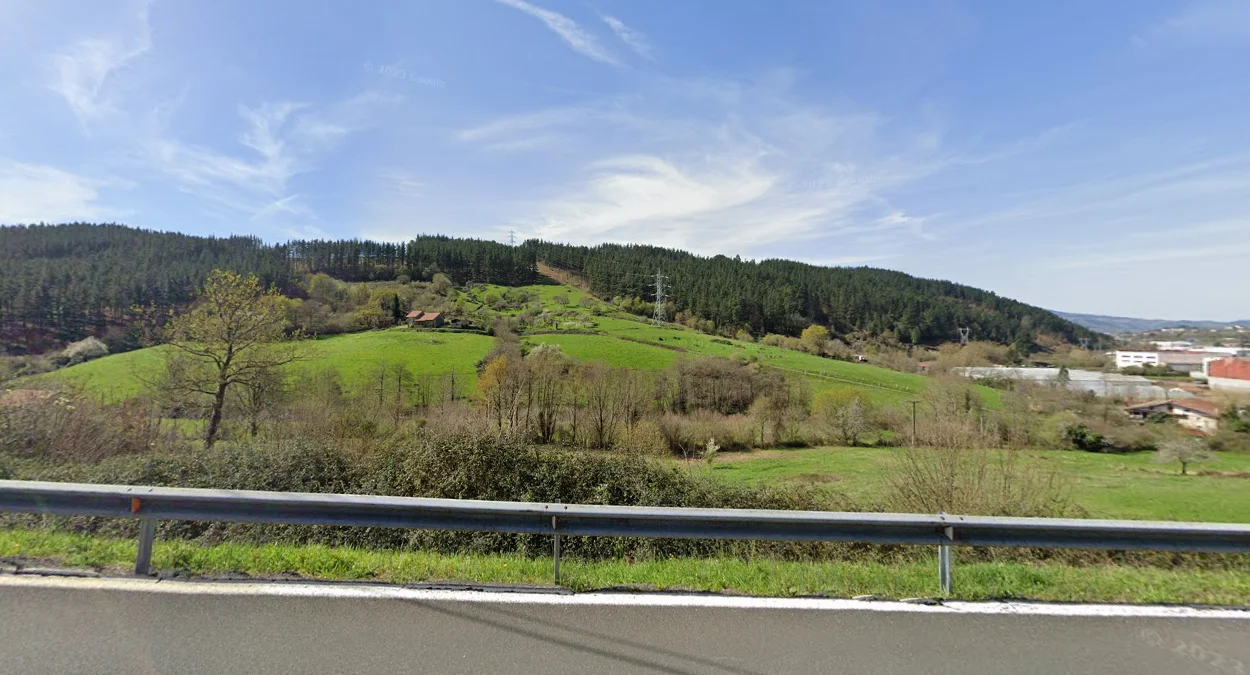 庇里牛斯山的高大松林