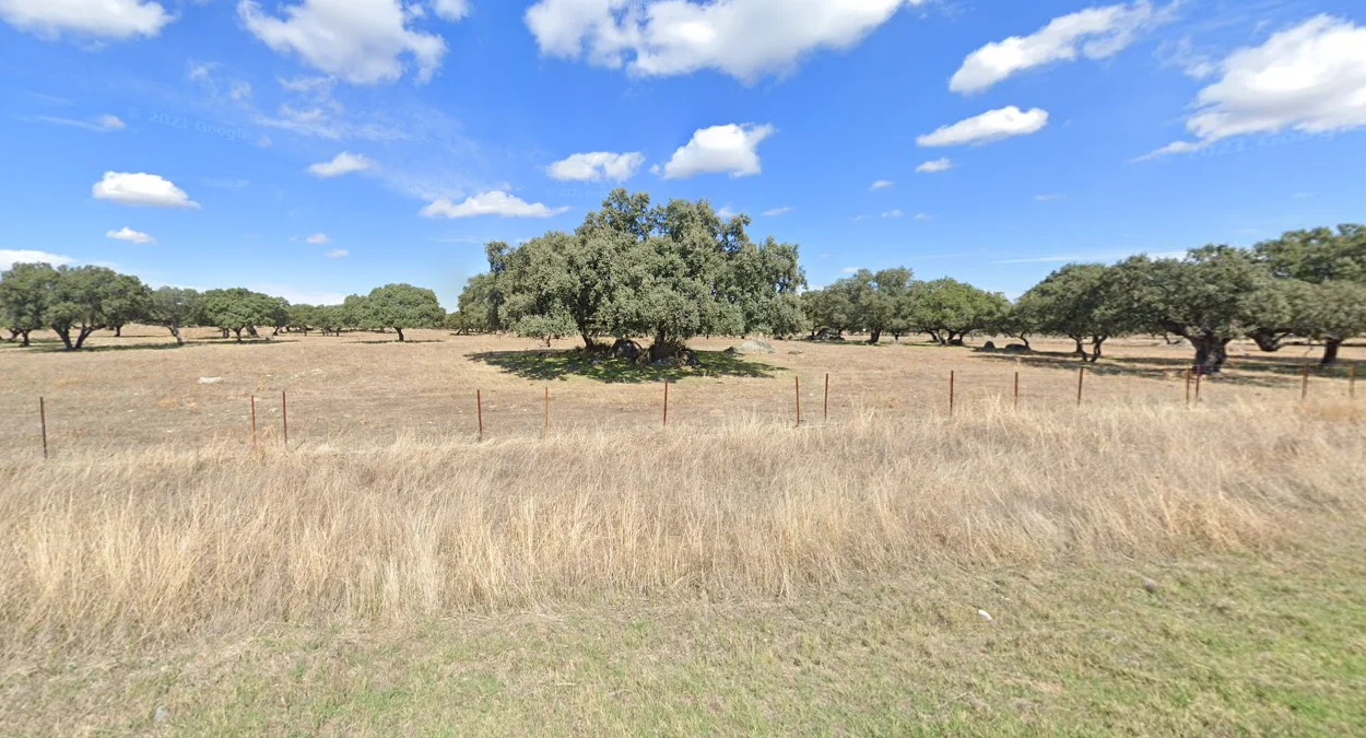 埃斯特雷馬杜拉的聖櫟樹