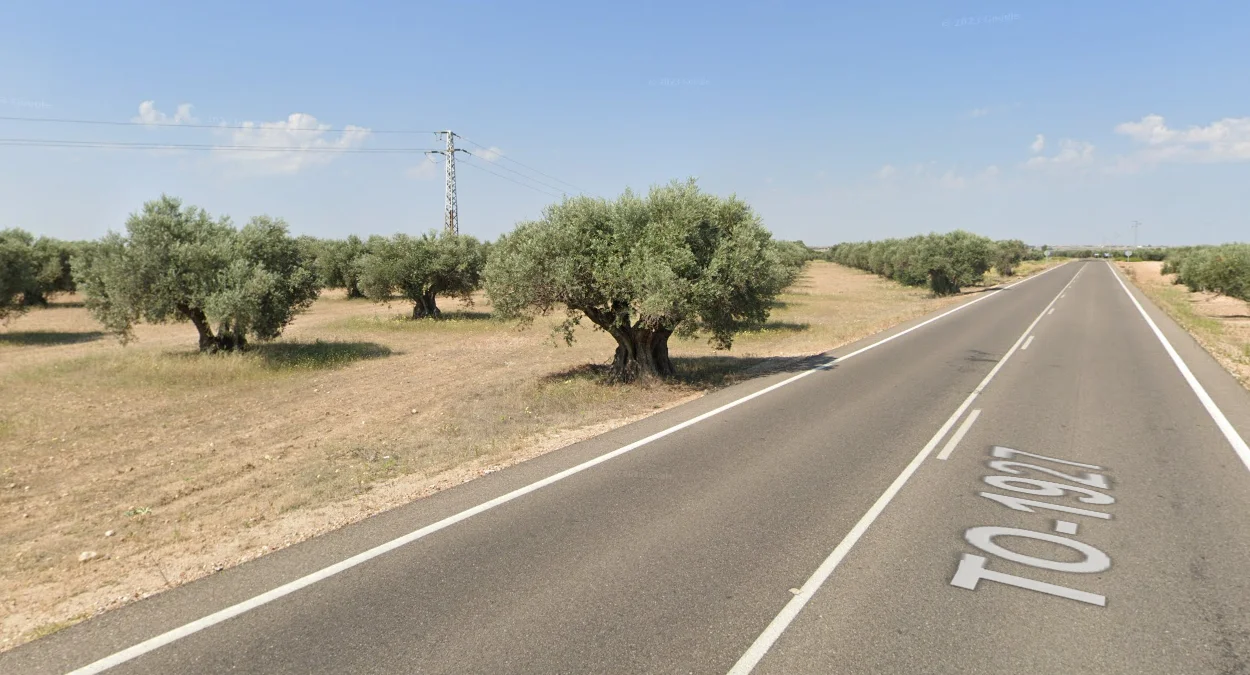 西班牙常見的橄欖樹