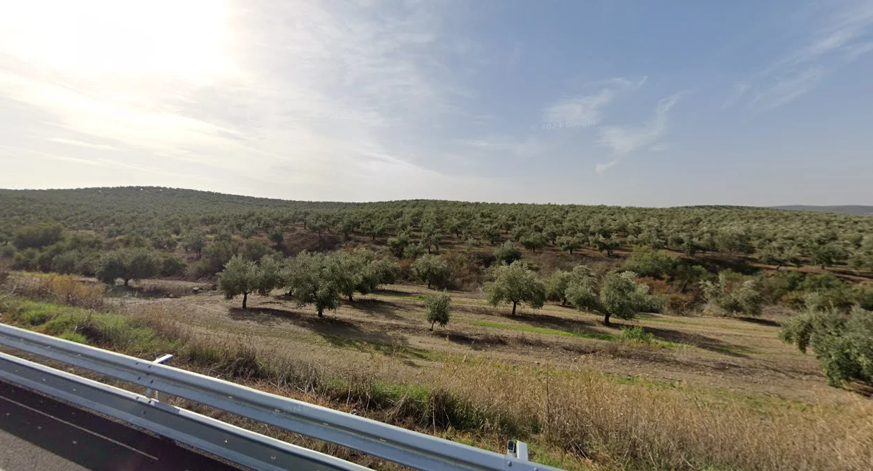 連綿不絕的橄欖樹園