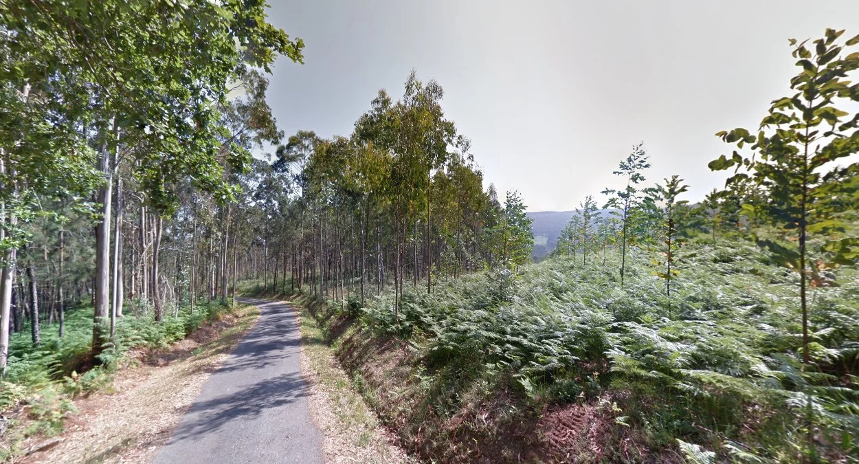 北部海岸的尤加利樹林