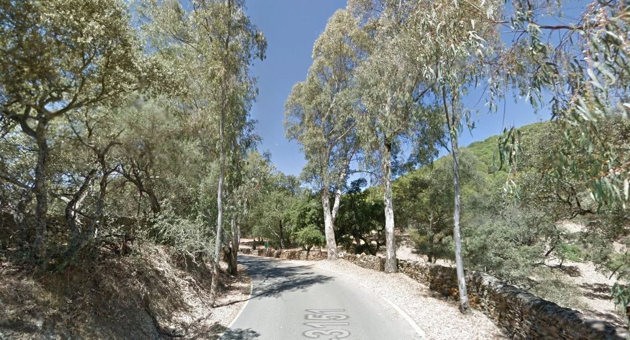 韋爾瓦省的乾燥尤加利樹