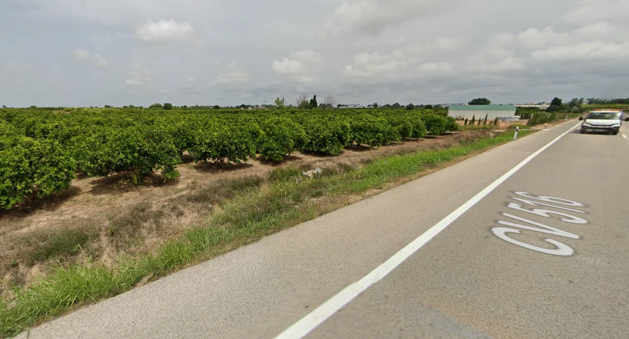 東海岸常見的橘子園