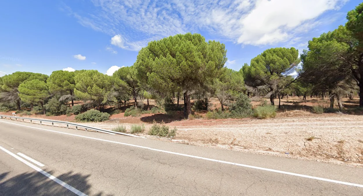 蓬鬆球冠的義大利石松