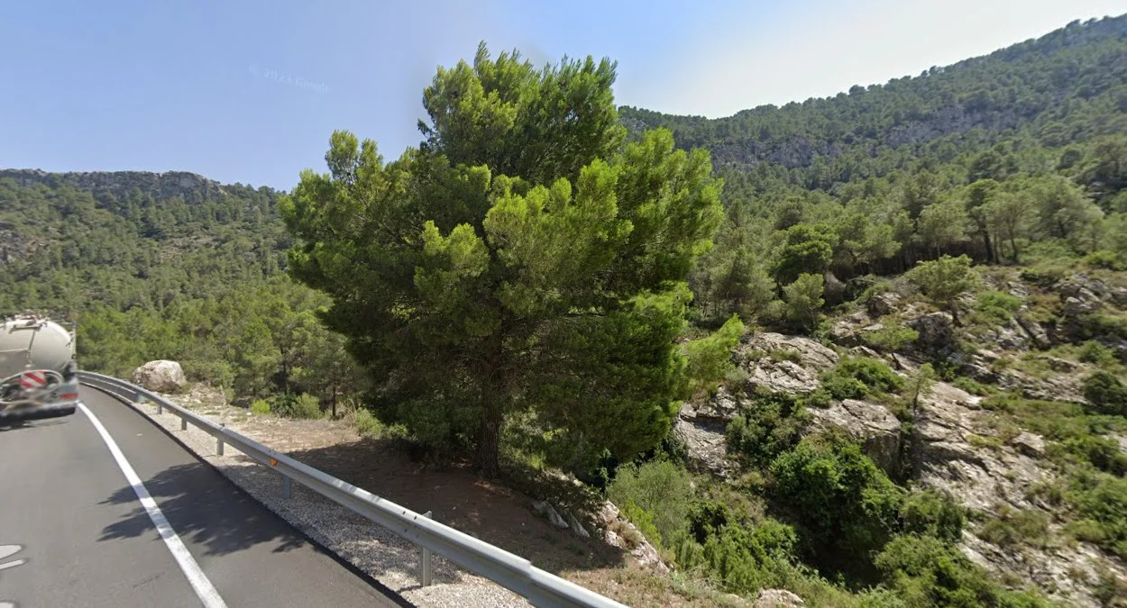 東海岸常見的阿勒頗松