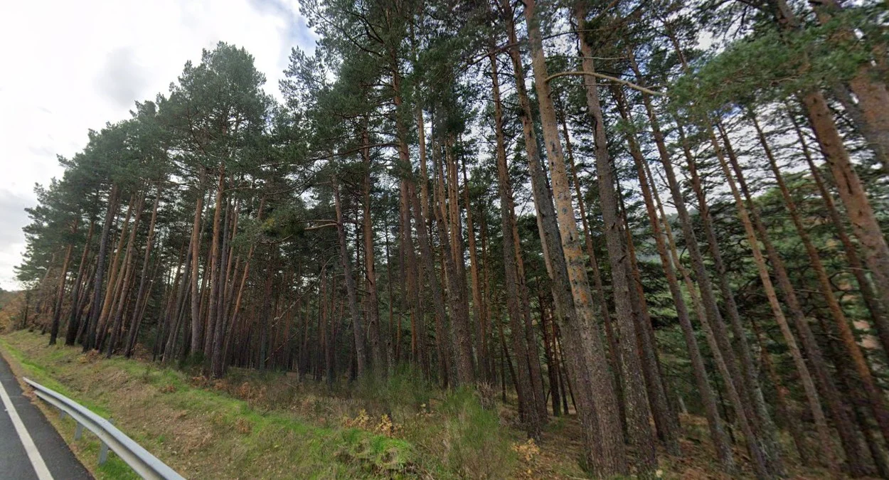 樹頂呈橘紅色的歐洲赤松