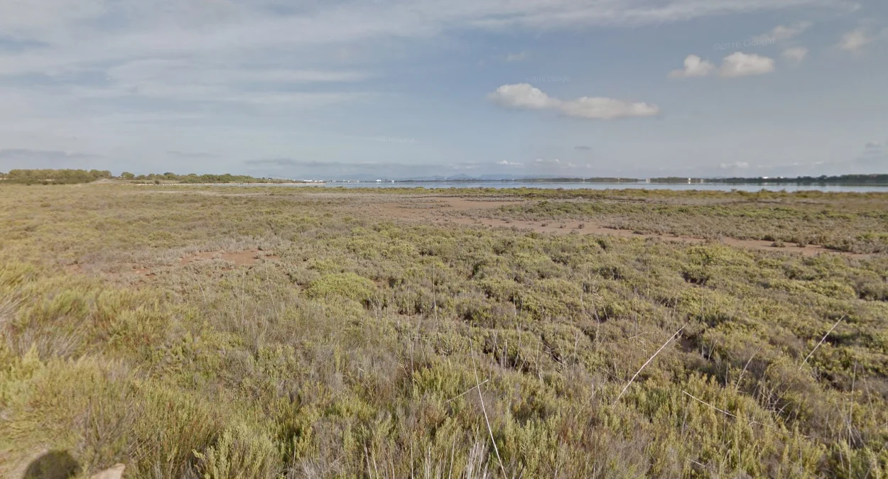 福門特拉島的沿海灌木