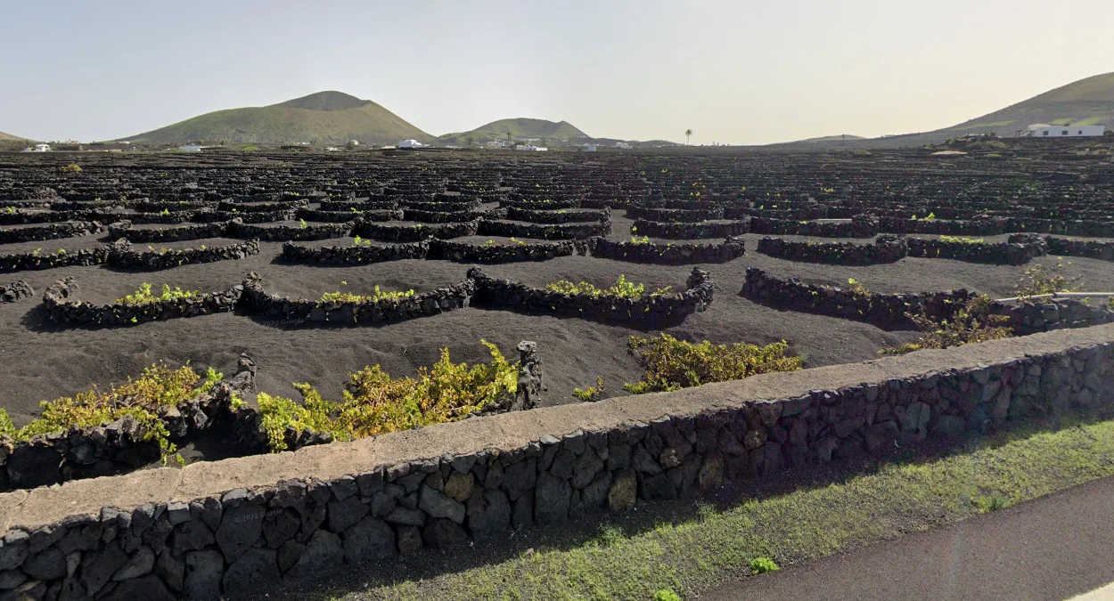 蘭薩羅特島的半圓形葡萄園