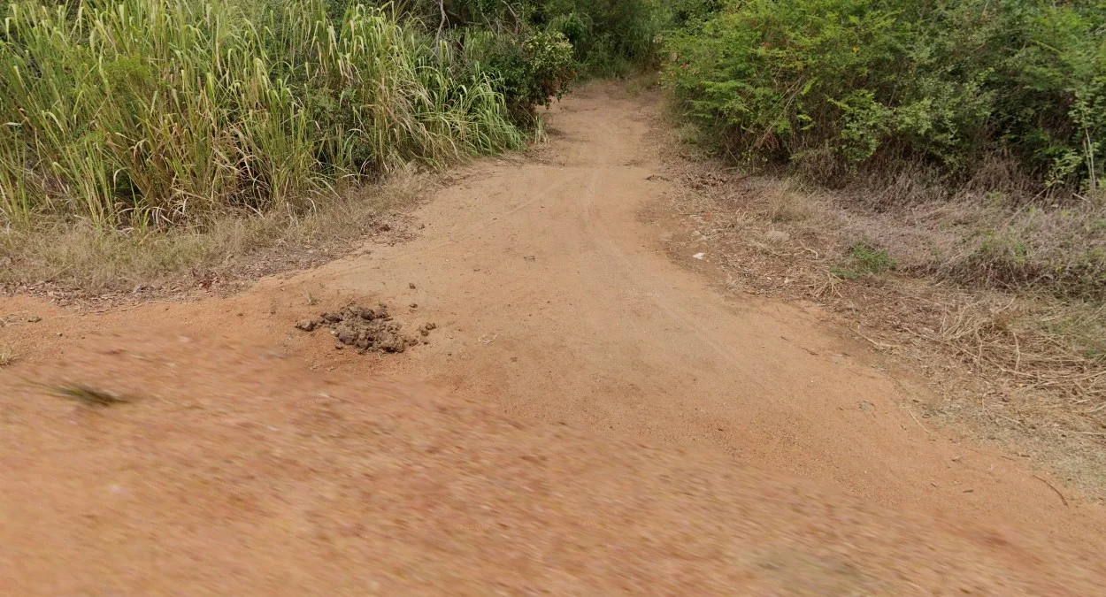 常見的紅褐色土壤
