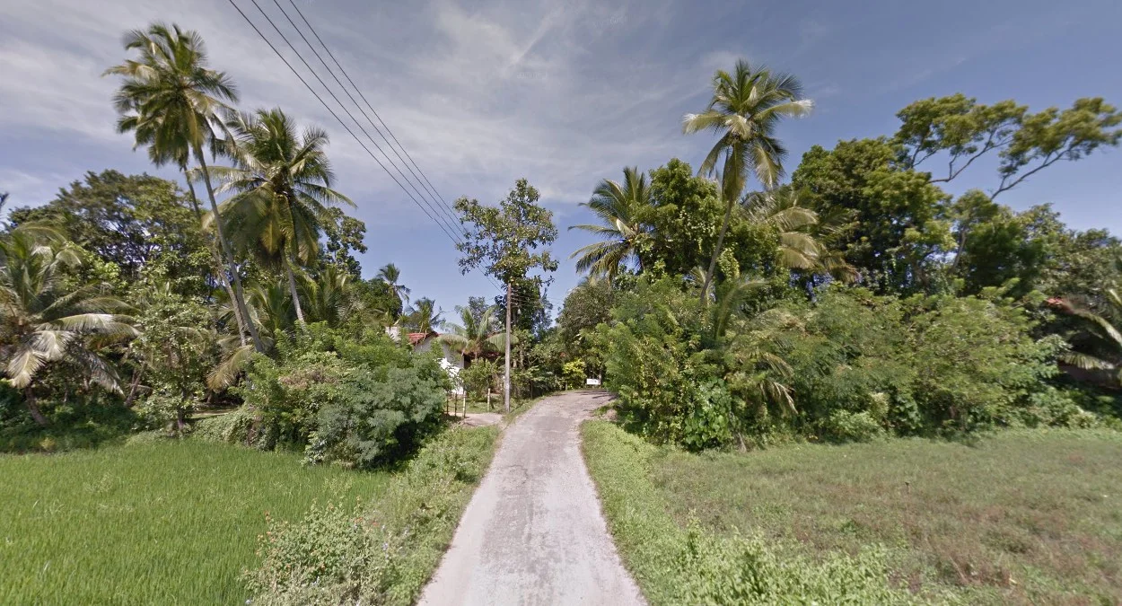 隨處可見的棕櫚樹