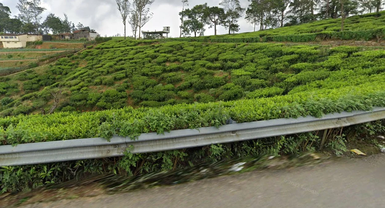 中部與西南茶園