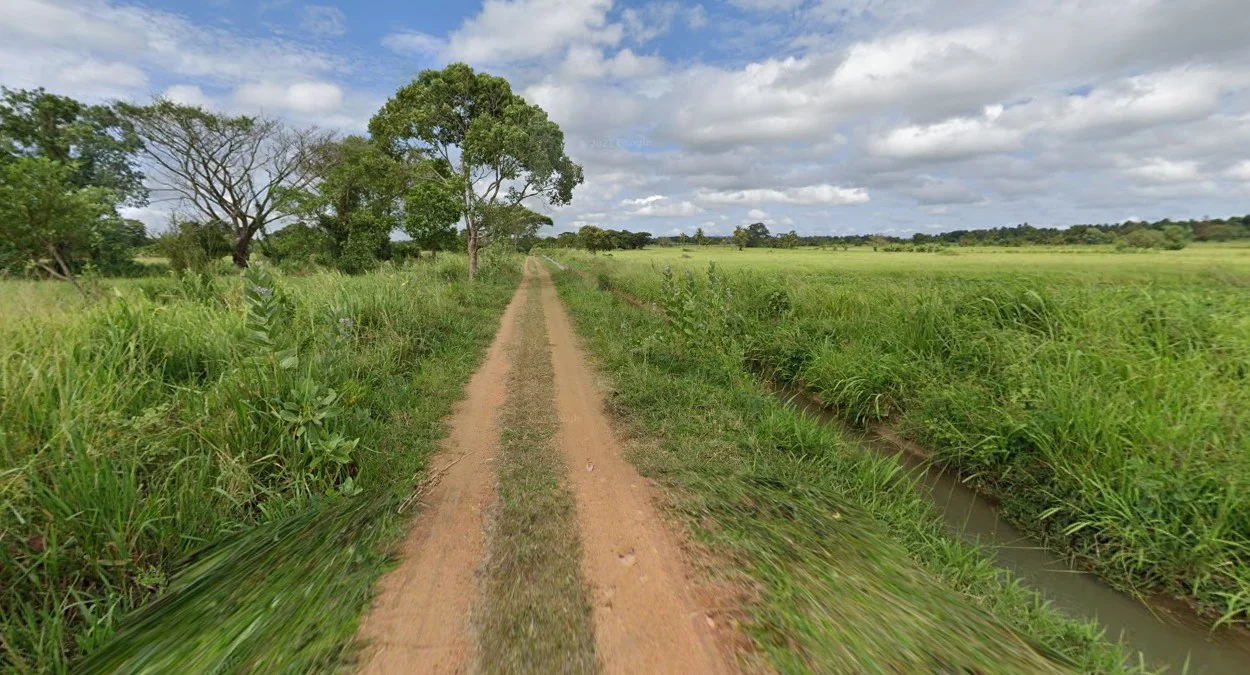 鬱鬱蔥蔥的熱帶景觀