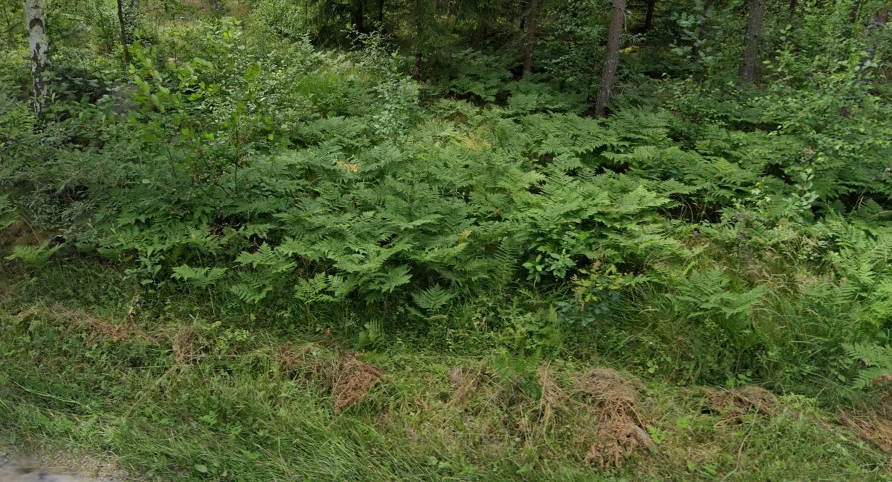 南部與中部的蕨類植物