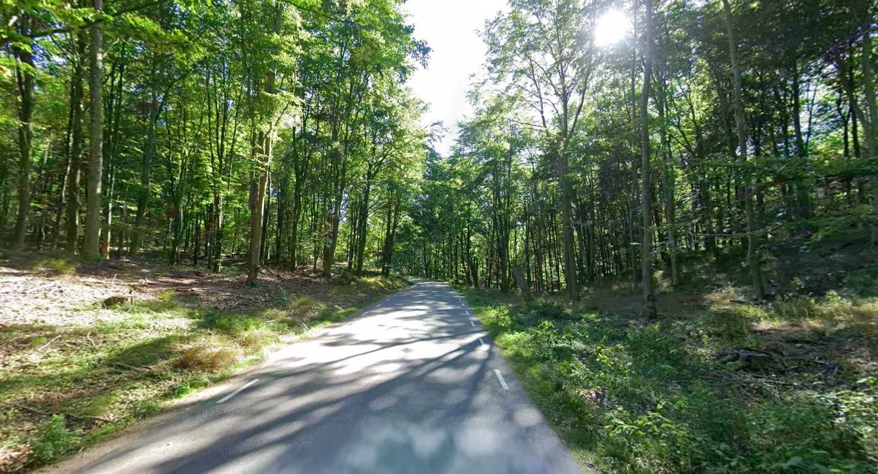 極南部的山毛櫸森林