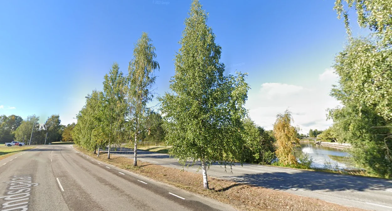 北部沿海整齊的樺樹行道樹