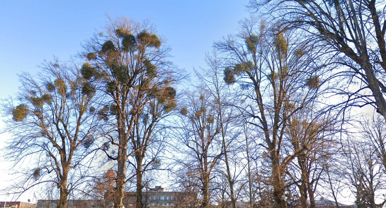 梅拉倫湖附近的槲寄生