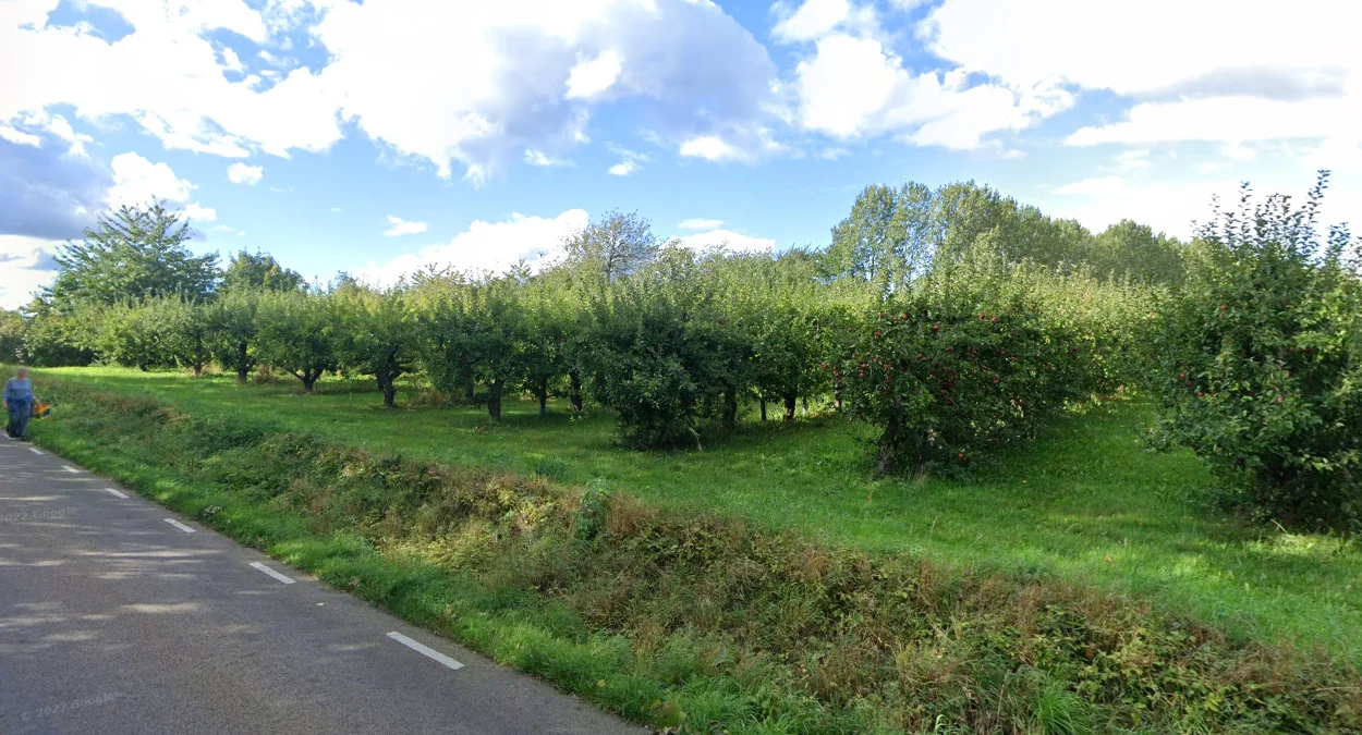 斯科訥東海岸的大型果園