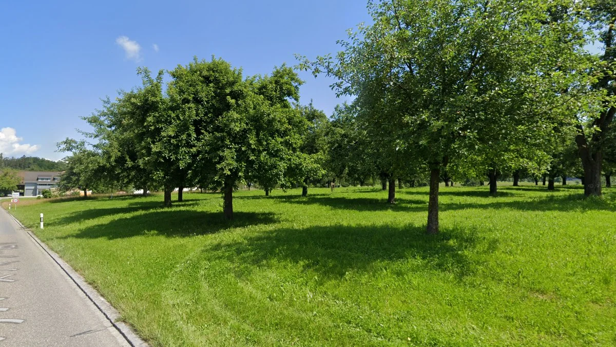 康斯坦茨湖區果樹