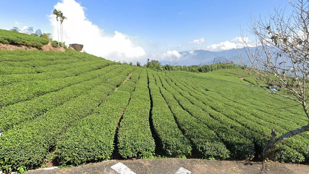 山區茶園