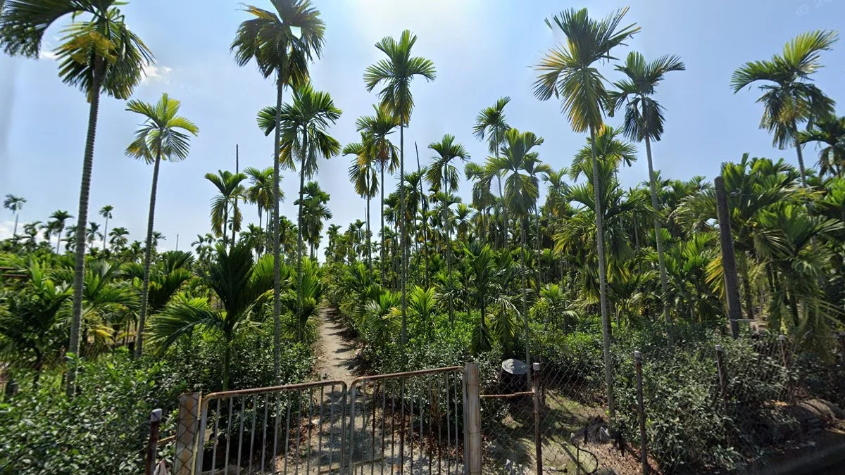 屏東檳榔園