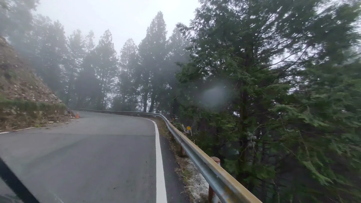 太平山濃霧針葉林道