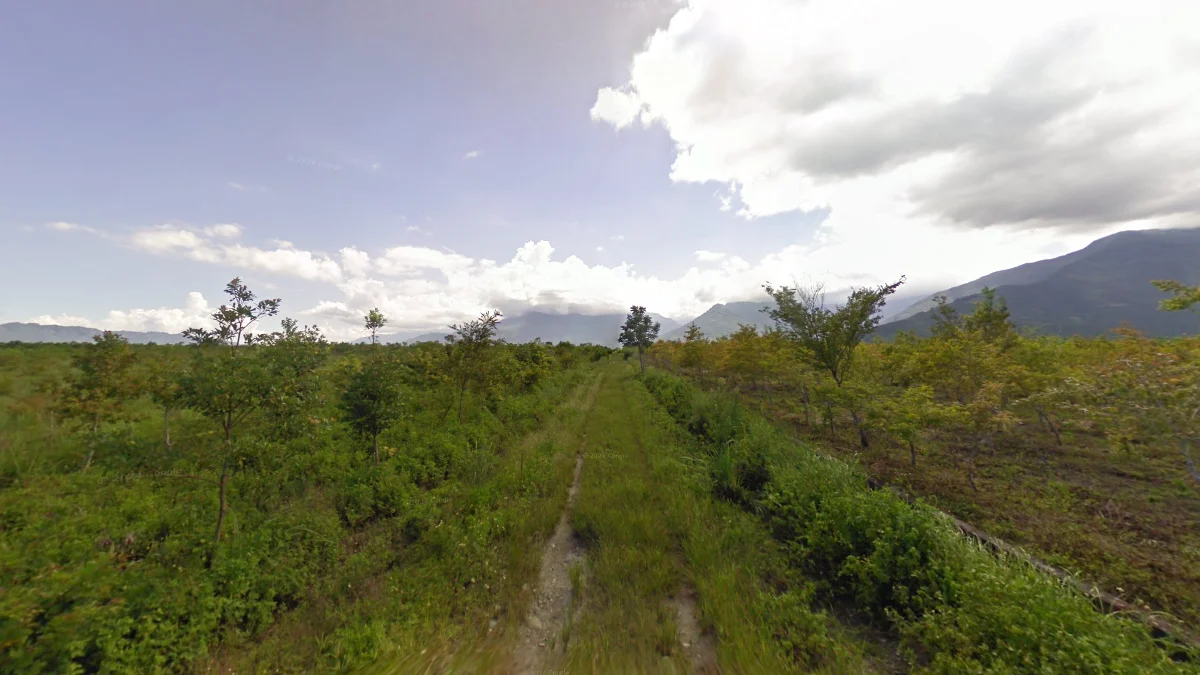 花蓮光復鳳林矮樹林