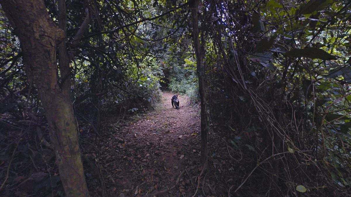 貢貝低地茂密叢林