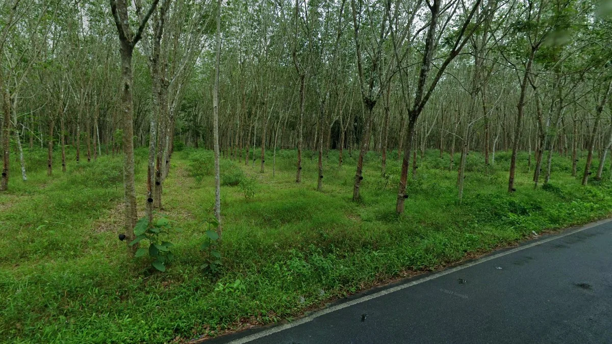 南部橡膠木種植園