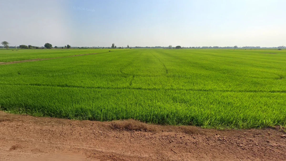 旱季中部平原稻米