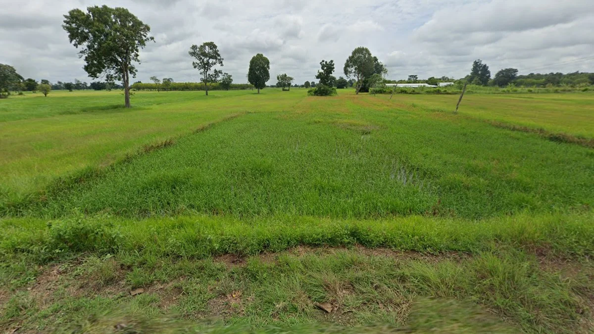 雨季東部平原稻米