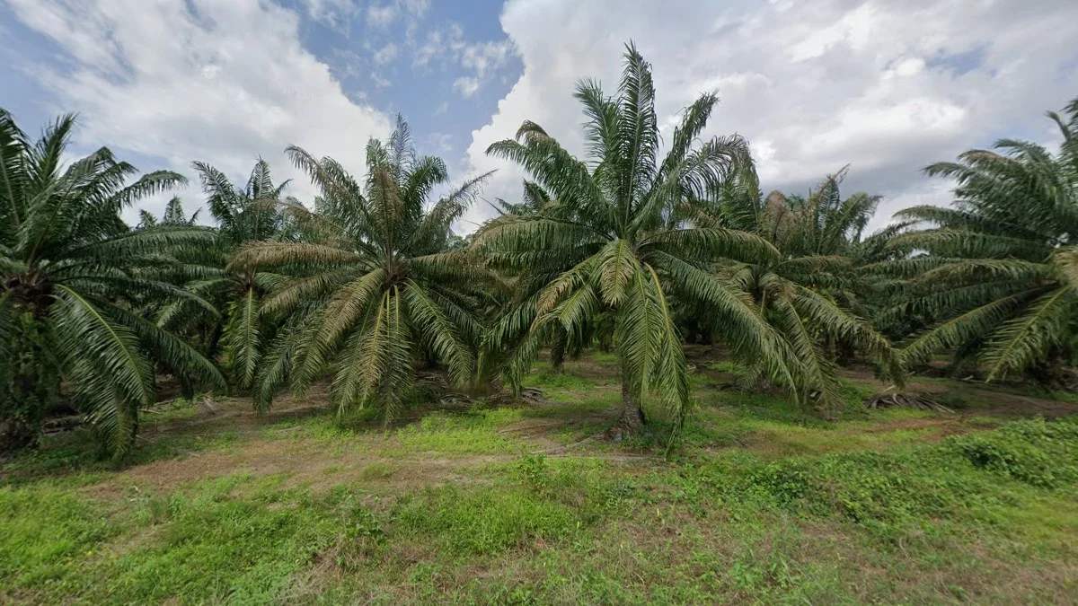 南部棕櫚油種植園