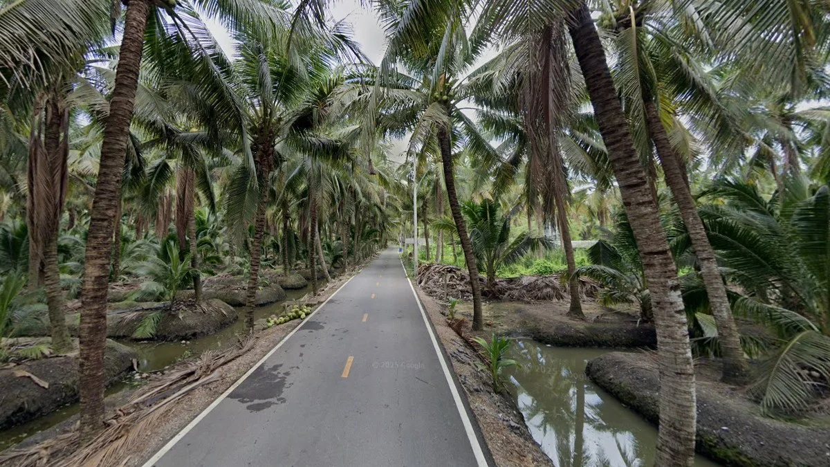 曼谷西部矮椰子樹