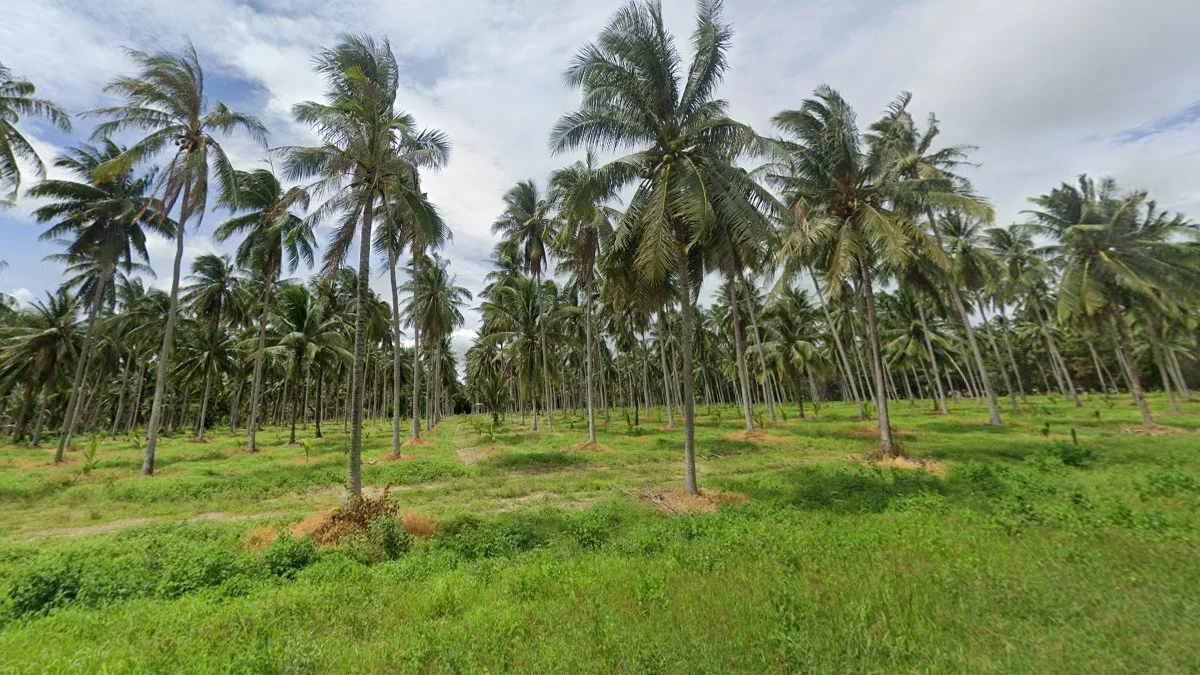 巴蜀府高椰子樹