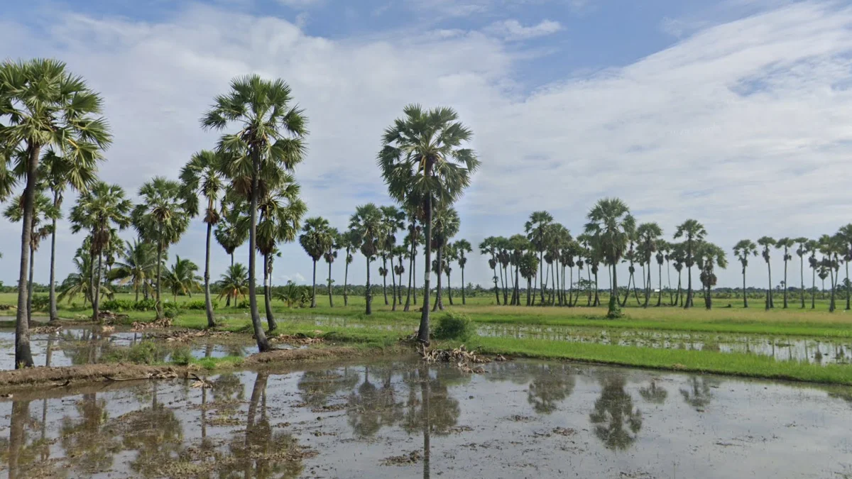 半島東海岸棕櫚樹
