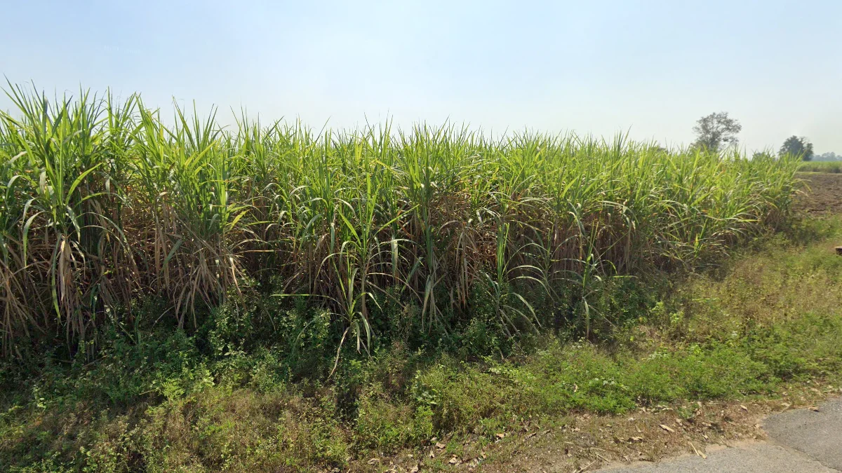 中東部甘蔗種植