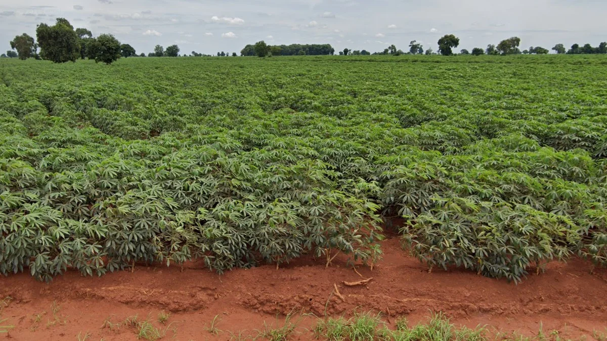 中東北部木薯種植