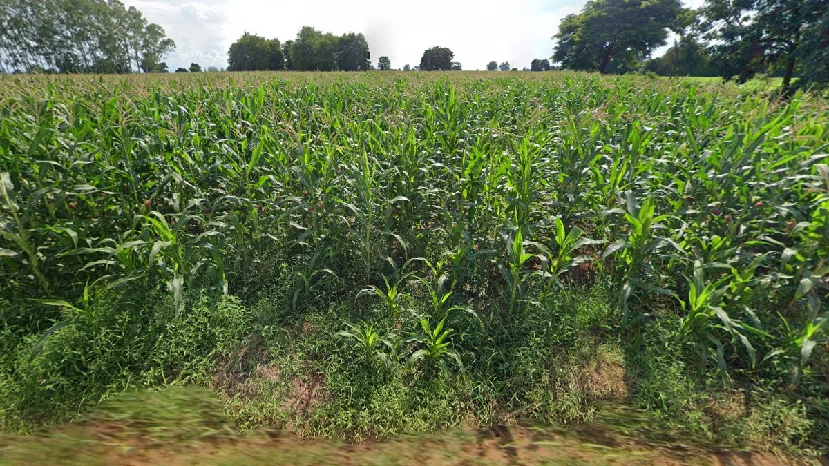 北部中部玉米種植