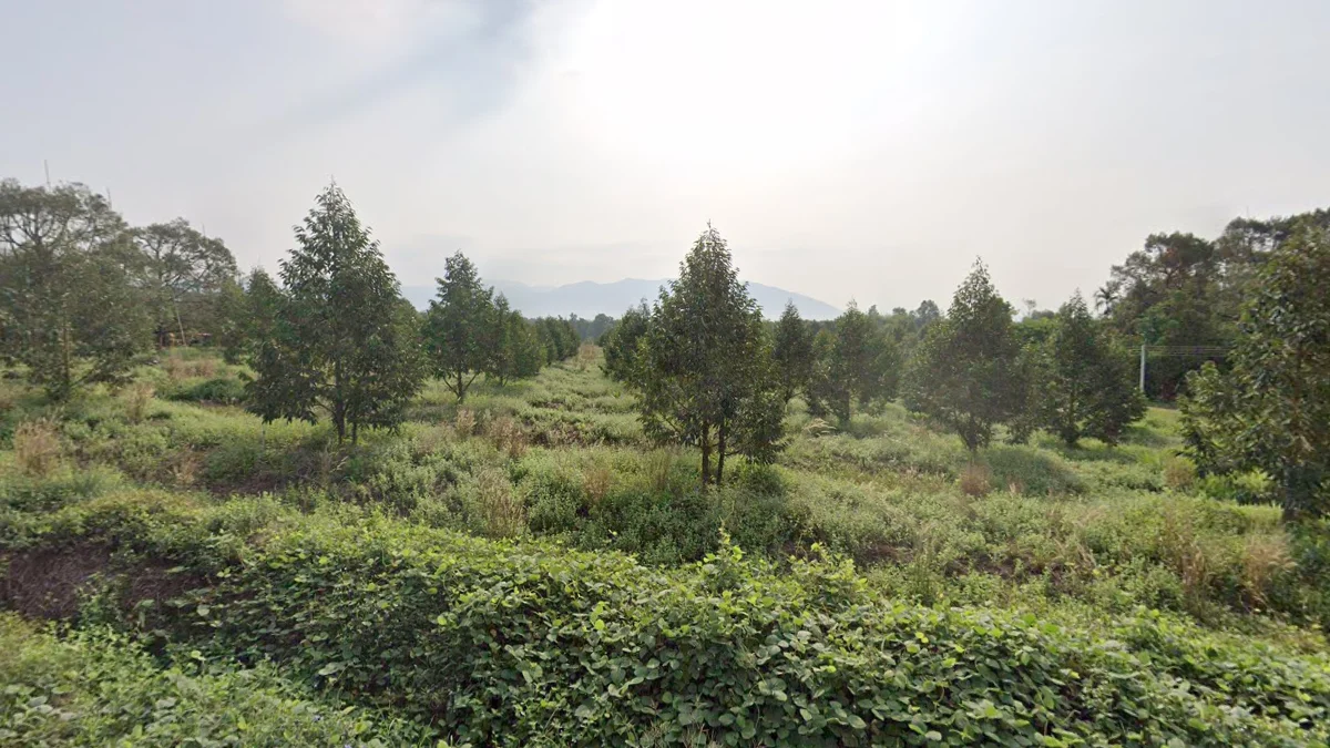尖竹汶榴槤種植園